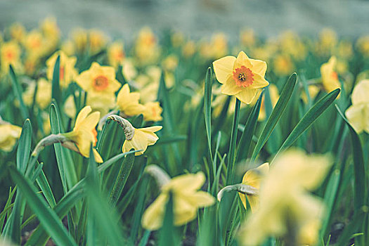 黄色,水仙花,水仙,花,盛开,春天,聚焦,正面,背景,模糊