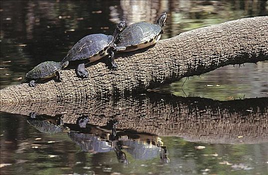 龟,大沼泽地国家公园,佛罗里达,美国,北美,动物