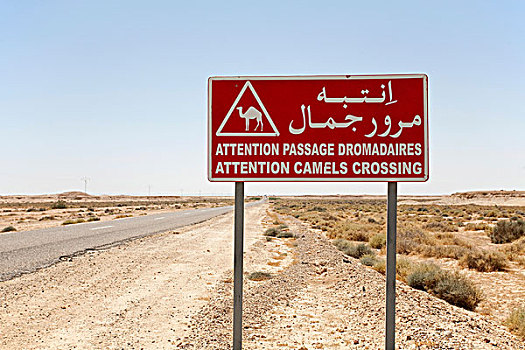 骆驼,交通,标识,撒哈拉沙漠,非洲