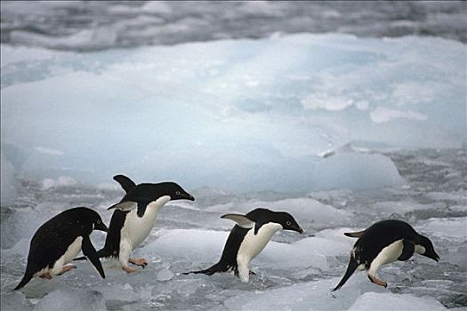阿德利企鹅,走,冰,排列,南极,冬天,景色