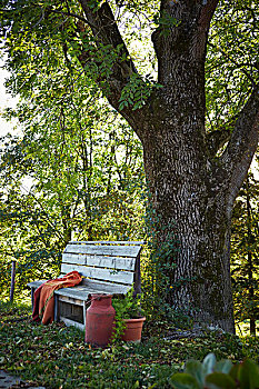 简单,木制长椅,老,牛奶,搅乳器,涂绘,红色,靠近,树干,大,灰尘,树