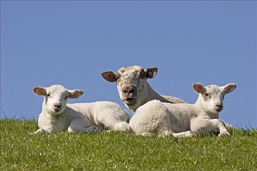 家羊,绵羊,羊羔
