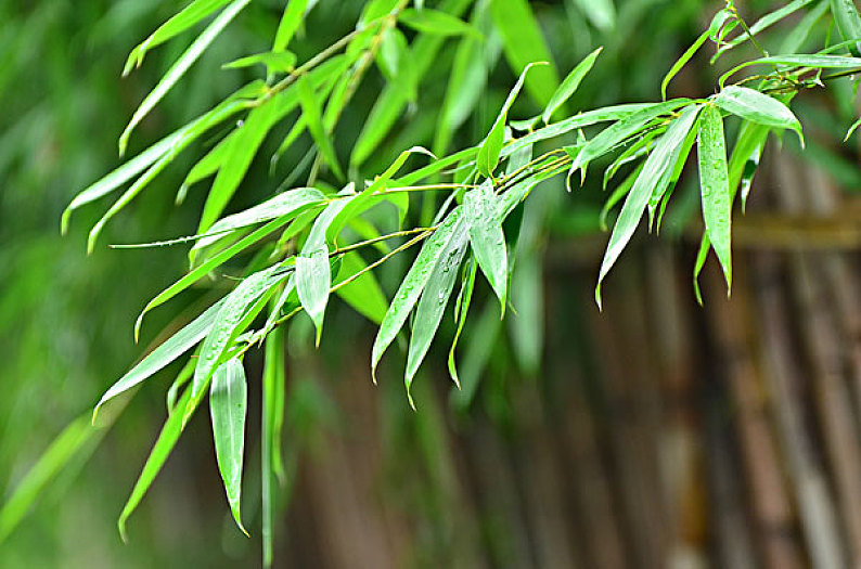 竹叶图片_竹叶高清图片_全景视觉