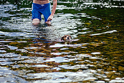 男青年,狗,游泳,河