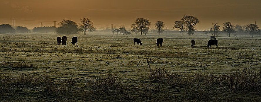 英格兰,东方,约克郡,母牛,放牧,地点,早晨,薄雾