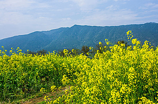 田园风光