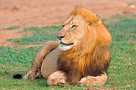 狮子,雄性,卧,草丛,阿多大象国家公园,东开普省,南非,非洲