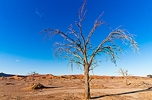 枯木,纳米比诺克陆夫国家公园,纳米布沙漠,索苏维来地区,区域,纳米比亚,非洲
