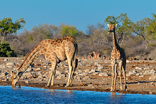 安哥拉,长颈鹿,幼兽,喝,水潭,埃托沙国家公园,纳米比亚,非洲