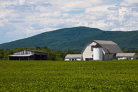 谷仓,小屋,大豆,地点,前景,魁北克,加拿大