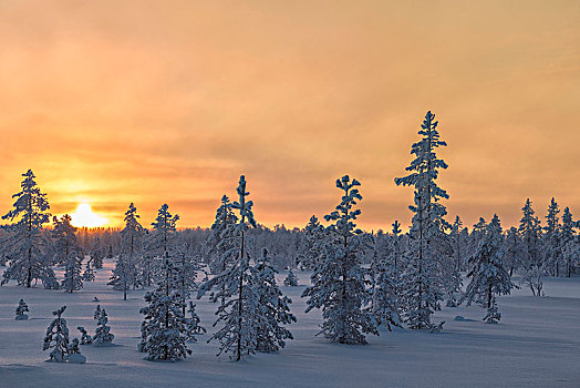 日出,冰冻,树林,遮盖,雪,市区,拉普兰,芬兰