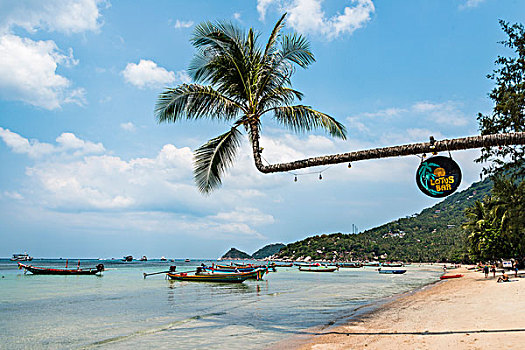 棕榈树,沙滩,蓝绿色海水,海滩,龟岛,海湾,泰国,亚洲