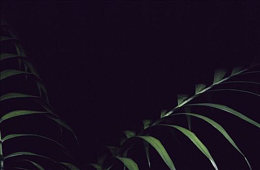 抽象,棕榈叶,夜晚,雨林