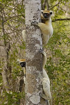 马达加斯加狐猴,一对,树干,濒临灭绝,东北方,马达加斯加