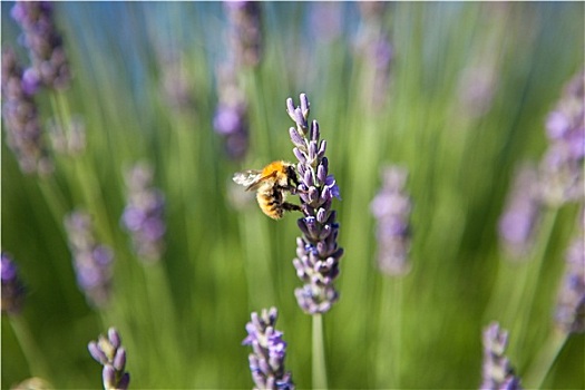 薰衣草,蜜蜂,普罗旺斯