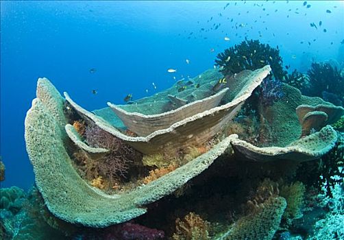 硬珊瑚,四王群岛,西巴布亚,印度尼西亚