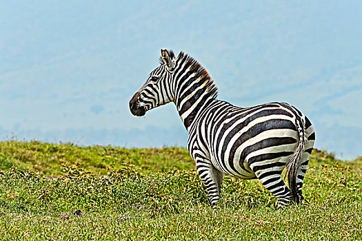 斑马,恩戈罗恩戈罗火山口,坦桑尼亚,非洲