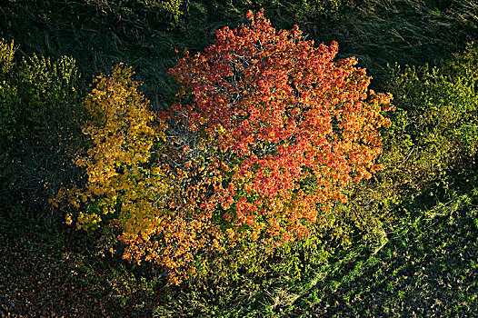树,秋天,瑞典