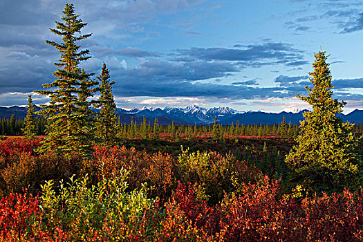 景色,阿拉斯加山脉,秋天,彩色,北方针叶林,风景,德纳里峰,公路,溪流,营地,室内,阿拉斯加