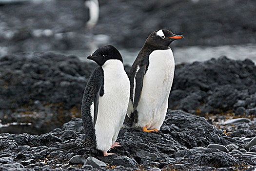 阿德利企鹅,巴布亚企鹅,威德尔海,南极半岛,南极
