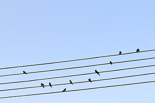 一群燕子落在电线上休息