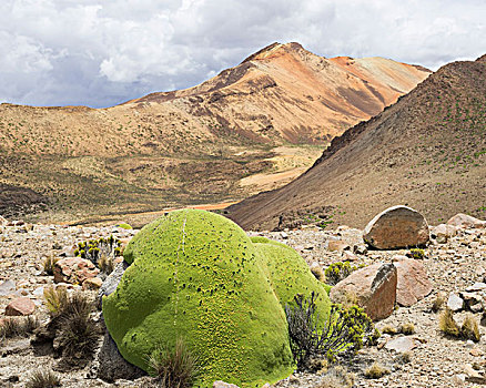 垫子,植物,阿里卡和帕里纳克卡大区,智利,南美