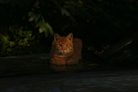 猫,野猫