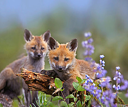 红狐,狐属,幼仔,蒙大拿