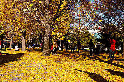 秋天飘在半空中的黄色的银杏叶