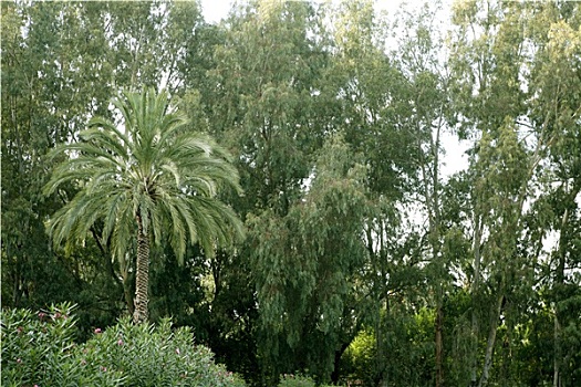 绿色,自然,棕榈树,桉树