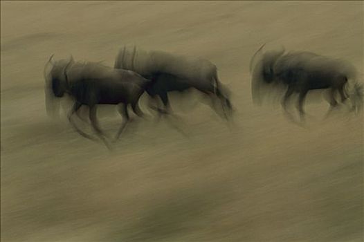 蓝角马,角马,三个,迁徙,马赛马拉国家保护区,肯尼亚
