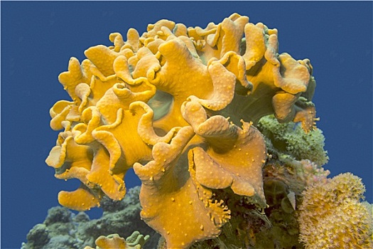蘑菇,皮革,珊瑚,热带,海洋,水下