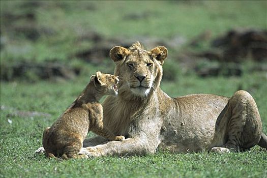 非洲狮,狮子,雄性,专注,玩,三个,老,幼兽,马赛马拉国家保护区,肯尼亚,非洲