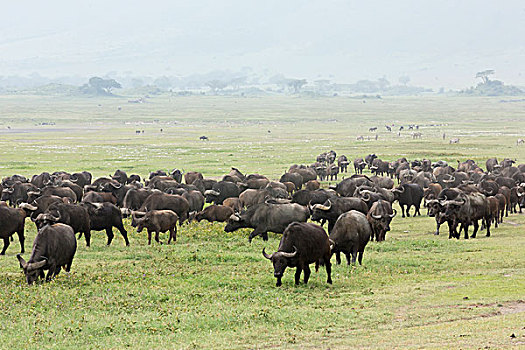 牧群,南非水牛,迁徙,斑马,背景,草,树,亮光,雾