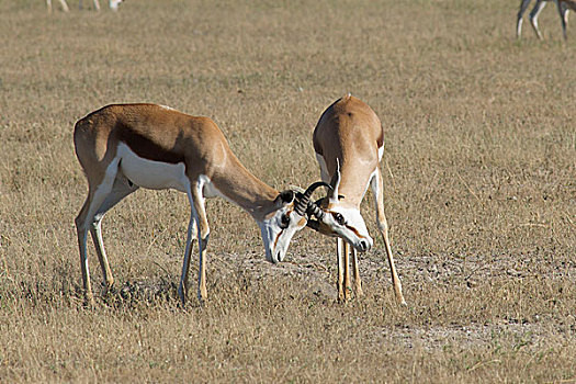纳米比亚,埃托沙国家公园,跳羚,跳羚属