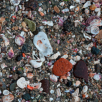 壳,海滩,墨西哥