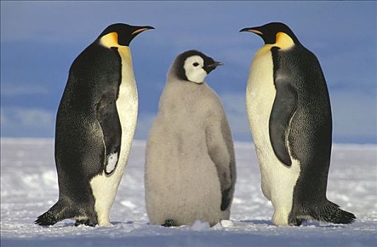 帝企鹅,一对,幼禽,靠近,冰架,公主,海岸,威德尔海,南极