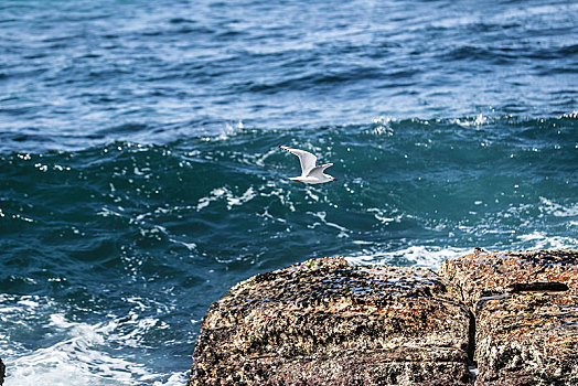 海平面飞翔的海鸥