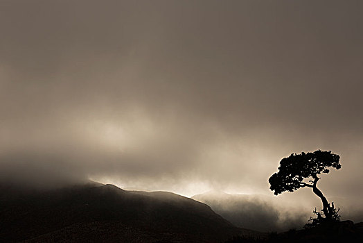 剪影,树,雷雨天气,里希特斯韦德国家公园,南非