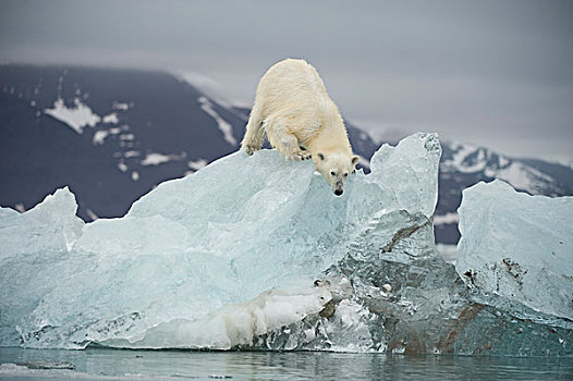 挪威,斯匹次卑尔根岛,成年,北极熊,栖息,融化,冰川冰,浮冰,夏天