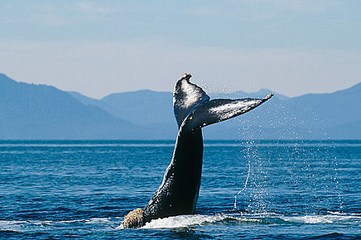 驼背鲸,尾部,弗雷德里克湾,东南阿拉斯加,夏天