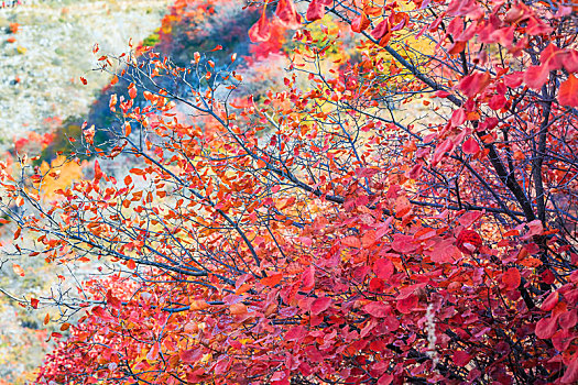 秋天红色的黄栌树林,拍摄于山东省青州市杨集