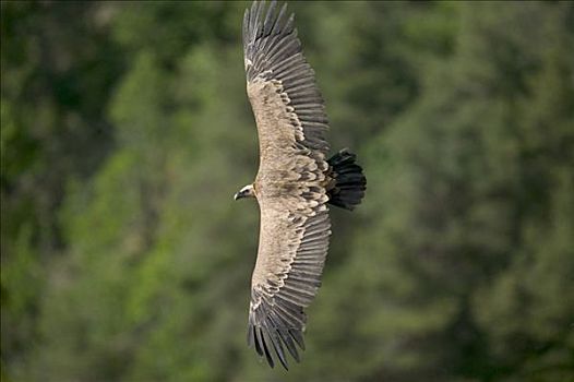 粗毛秃鹫,兀鹫,飞,塞文山脉,国家公园,法国