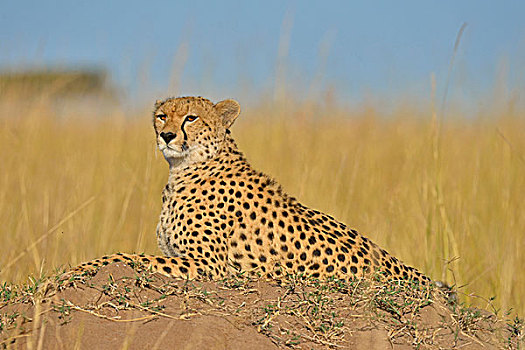印度豹,猎豹,向外看,坐,蚁丘,草地,马赛马拉,肯尼亚
