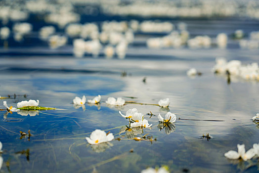 水性杨花