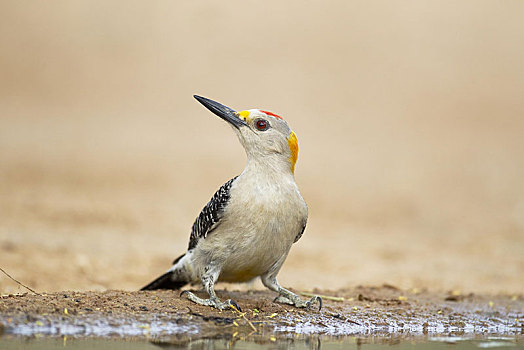 啄木鸟,成年,雄性,喝,水潭,德克萨斯,美国,北美
