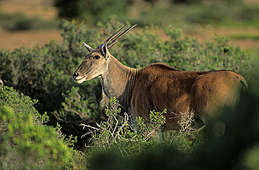 大羚羊,德霍普自然保护区,西海角,南非,非洲