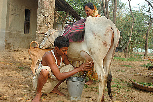 农民,牛奶,母牛,孟加拉,2008年