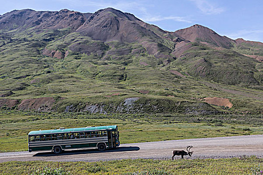 巴士,北美驯鹿