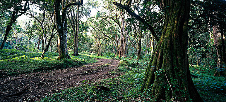 小路,树林,坦桑尼亚
